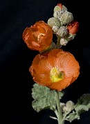 Sphaeralcea munronana - Orange Checker Bloom 2062a